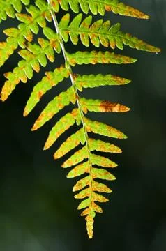 Fern closeup Stock Photos