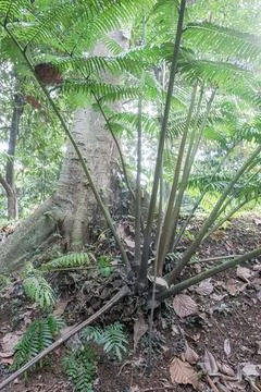Fern cluster growing beside a massive tree Stock Photos