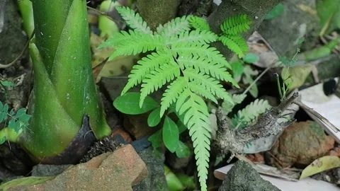 Fern collection Stock Footage 190776324