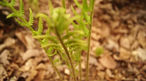 Fern Coming Into Focus On The Forest Floor Stock Footage 51919736