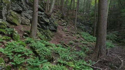 Fern covered forest floor with trees. Stock Footage 267130008
