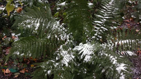 Fern covered with snow 2 Stock Footage 55898679