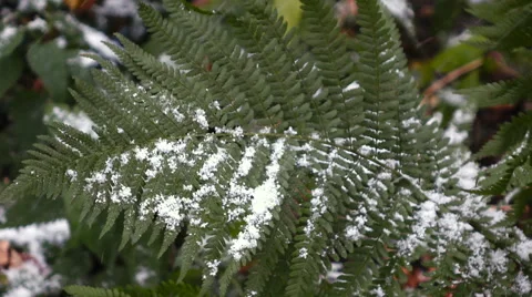 Fern covered with snow Stock-Footage 55903473