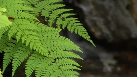 Fern with Creek 2 Stock Footage 8832892