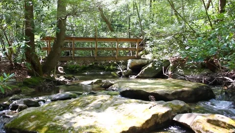 Fern Creek Stock Footage 4886304