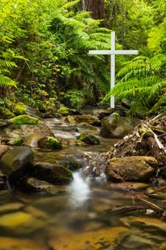 Fern cross Stock Photos