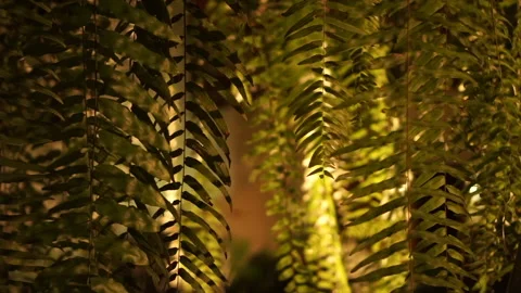 Fern curtain decoration with spotlight lighting at night Stock Footage
