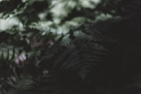 Fern in dark and light gradient Stock Photos