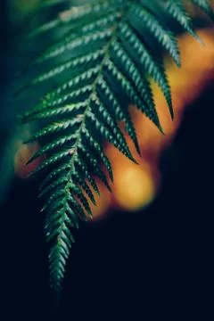 Fern in the dark Stock Photos