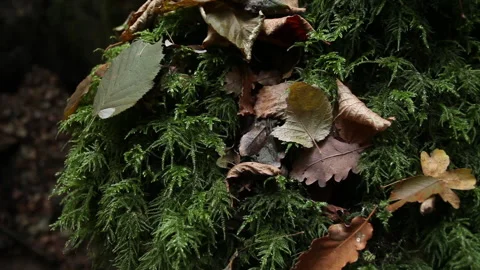 Fern dead leaves Stock Footage 148487918