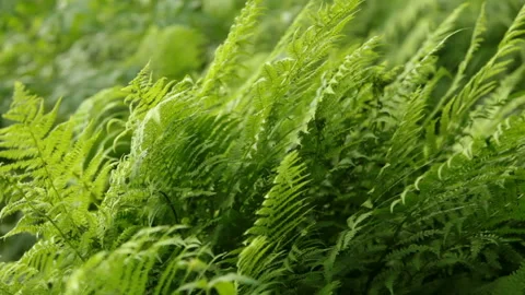 Fern dense green thickets Stock Footage 115072698