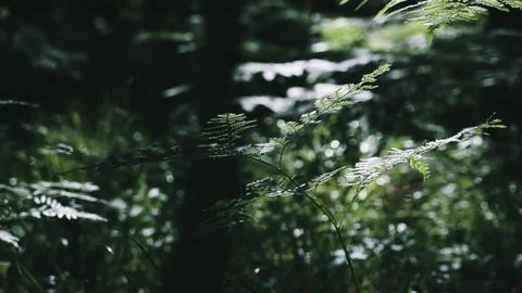 Fern in a dense summer forest Video stock 156796146