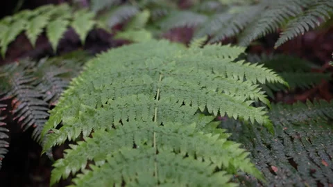 Fern in Dense Tropical Rainforest, El Hierro Canary Islands Spain, Close Up Stock Footage 341659327