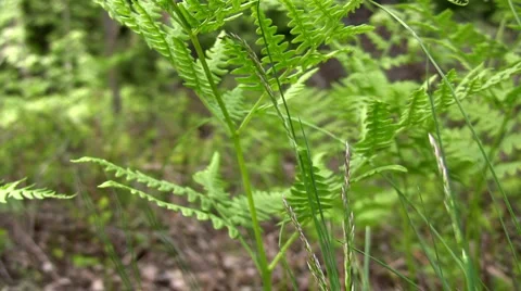 Fern Detail Background Stock Footage 920168