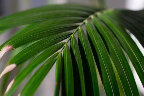 Fern detail Stock Photos