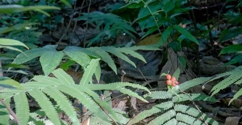 Fern Detail with Tiny Red Berries on Forest Floor Stock Photos