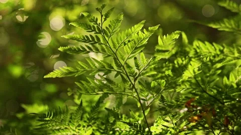 Fern details in forest Stock Footage 345621884