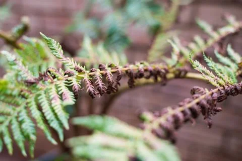 Fern Dying 스톡 사진