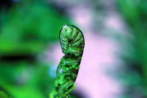 Fern Embryos Stock Photos