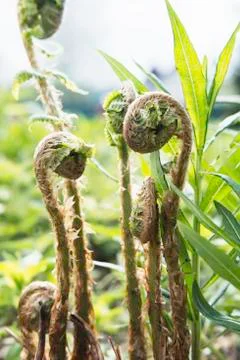 Fern embryos Stock Photos