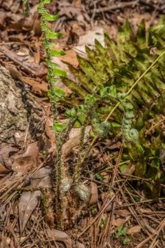 Fern emerging in early spring Stock Photos