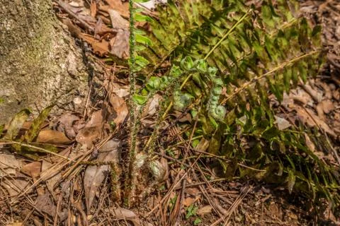 Fern emerging in spring Foto stock