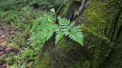 Fern Epiphyte on Moorea Tree Video stock 332828995