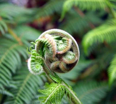 Fern fiddlehead Stock Photos
