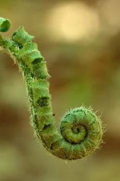 Fern fiddlehead Stock Photos