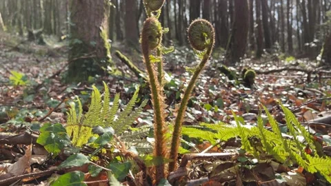 Fern Fiddleheads Stock Footage 154424981