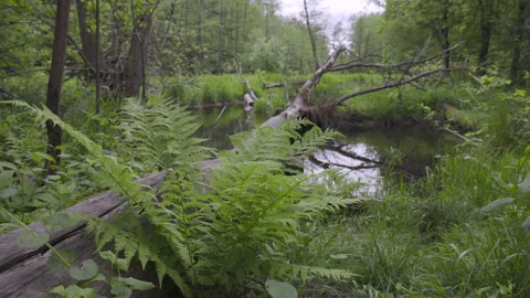 Fern flower and fallen tree in water, 8K Stock Footage 167117306