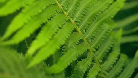 Fern flower outdoors Stock Footage 221604807