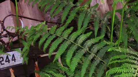 Fern Fluttering over a gate Stock Footage 39297546