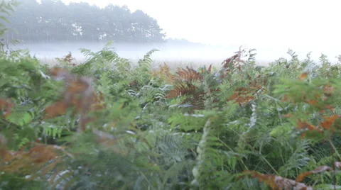 Fern, fog and cobweb Stock Footage 34297766