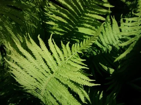 Fern foliage background Stock Photos