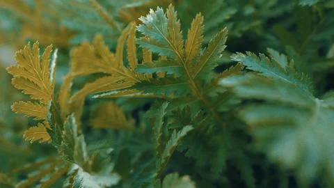 Fern foliage with serrated leaf pattern Fotos Stock