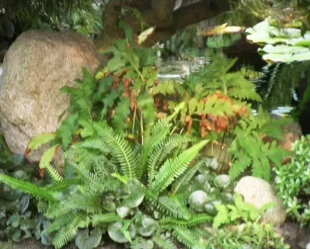Fern  Stock Footage 88655