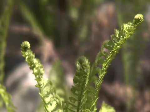 Fern Stock Footage 838599