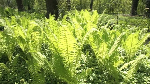 Fern Stock Footage 7746328