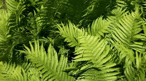 Fern Stock Footage