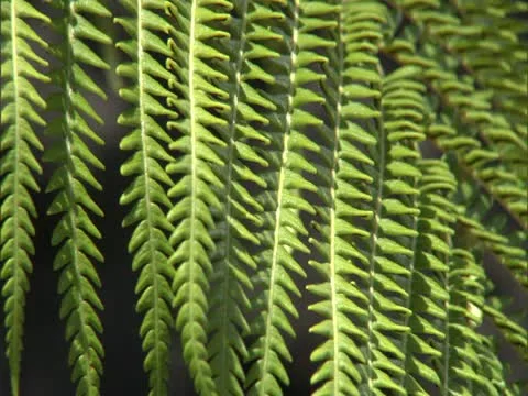 Fern Stock-Footage 22243700