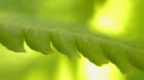 Fern Video stock 24956980