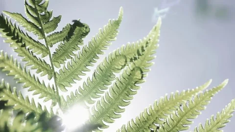 Fern Stock Footage 76325678