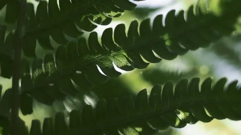 Fern Video stock 76325682