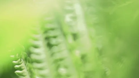 In fern Stock Footage 76325687