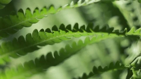 In fern Stock Footage 76325690