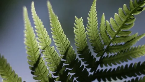 Fern Stock Footage 76325711