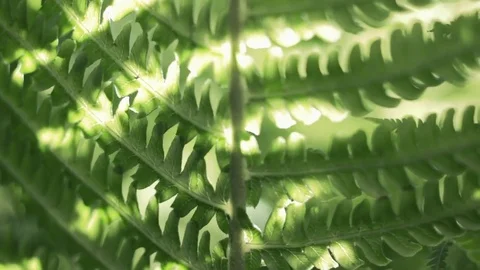 Fern Stock Footage 76325716