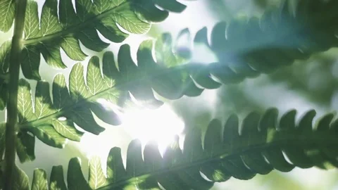 Fern Stock Footage 76325723