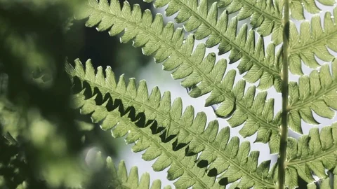 Fern Stock Footage 76325727